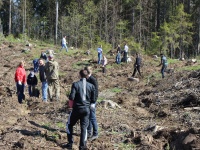 В Чайковском вырастет лес, посаженный руками сотрудников полиции